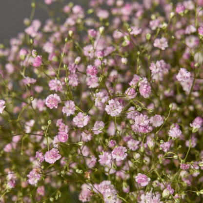 Gypsophila Seeds