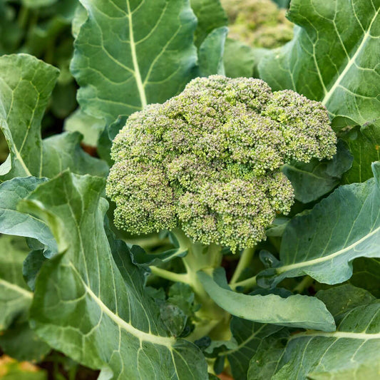 Gypsy Broccoli Seeds - Heirloom Vegetable Plant for Home Gardens