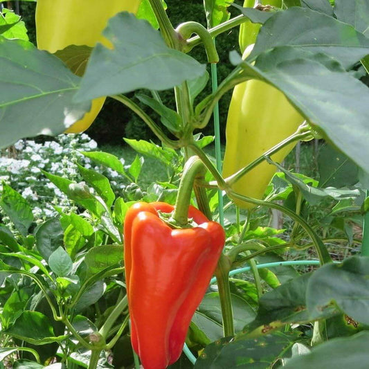 Gypsy Pepper Seeds - Vegetable Plant