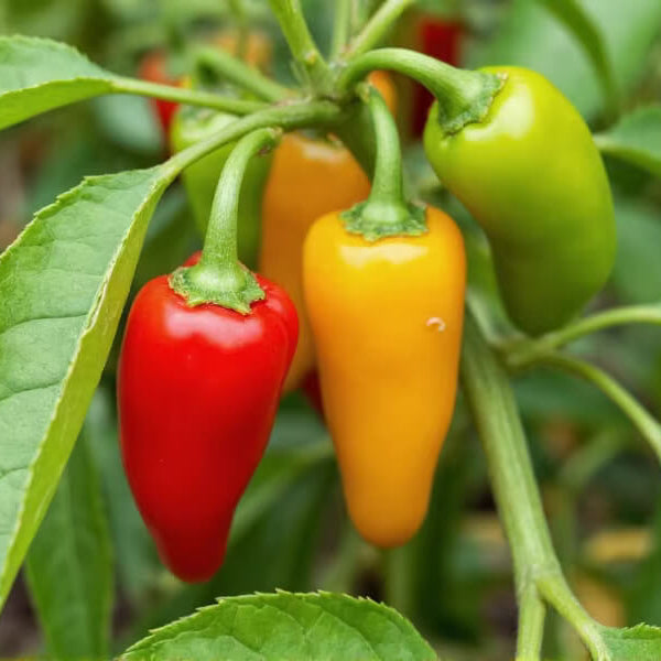 Gypsy Pepper Seeds - Vegetable Plant