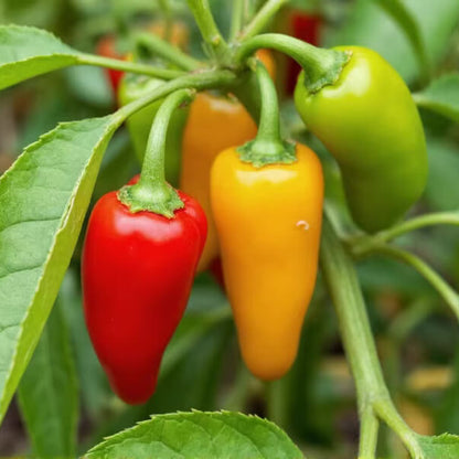 Gypsy Pepper Seeds - Vegetable Plant