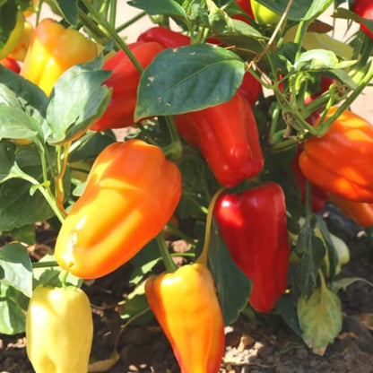 Gypsy Pepper Seeds - Vegetable Plant