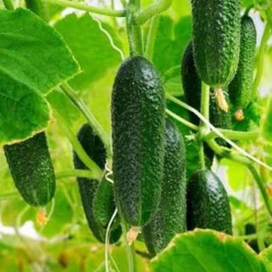 H19 Little Leaf Cucumber Seeds