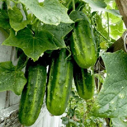 H19 Little Leaf Cucumber Seeds