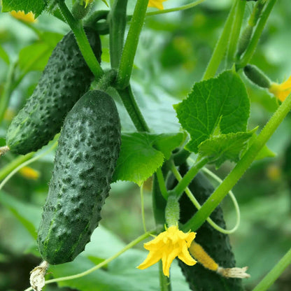 H19 Little Leaf Cucumber Seeds