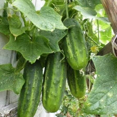 H19 Little Leaf Cucumber Seeds