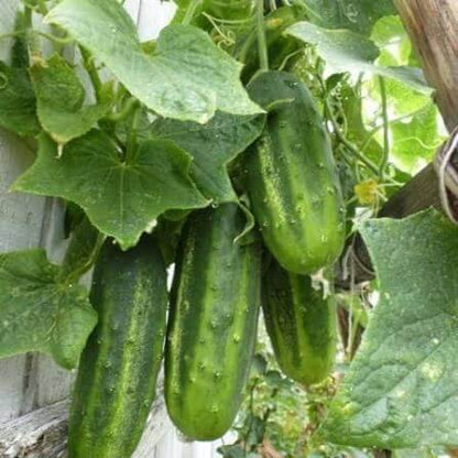 H19 Little Leaf Cucumber Seeds