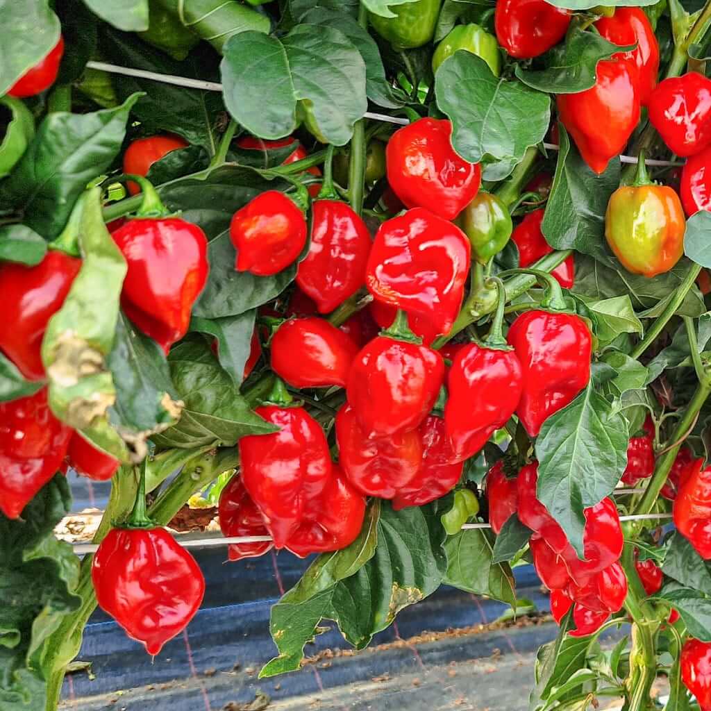Habanero Pepper Seeds - Vegetable Plant