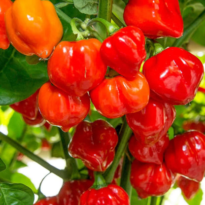 Habanero Pepper Seeds - Vegetable Plant