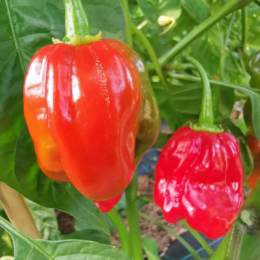Habanero seeds - Vegetable Plant