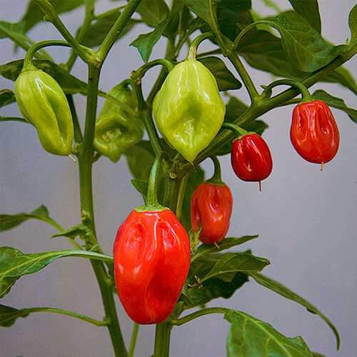 Habanero seeds - Vegetable Plant