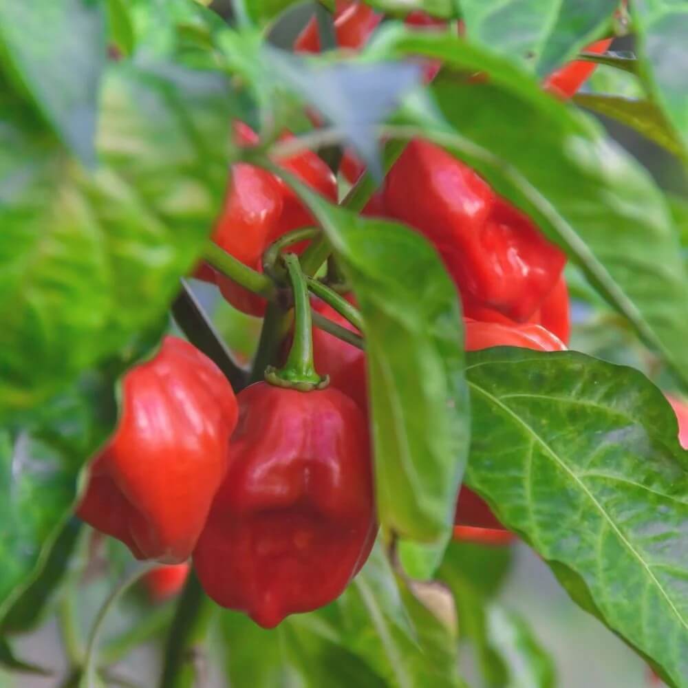 Habanero seeds - Vegetable Plant