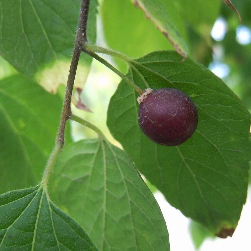 Hackberry seeds - Fruit Plant for Home Gardens