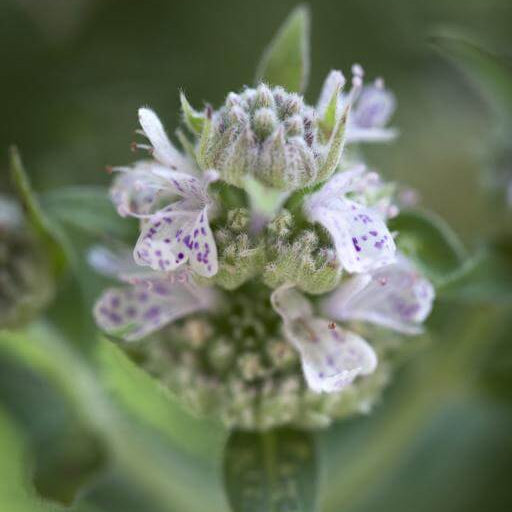 Hairy Mountain Mint Seeds - Herbal Plant