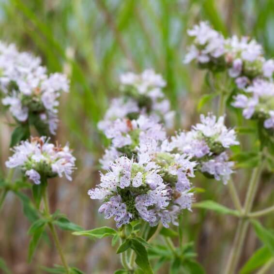 Hairy_Mountain_Mint_Seeds_-_Herbal_Plant