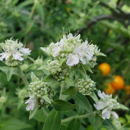 Hairy_Mountain_Mint_Seeds_-_Herbal_Plant