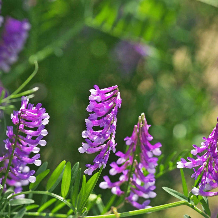 Hairy Vetch Seeds - Herbal Plant