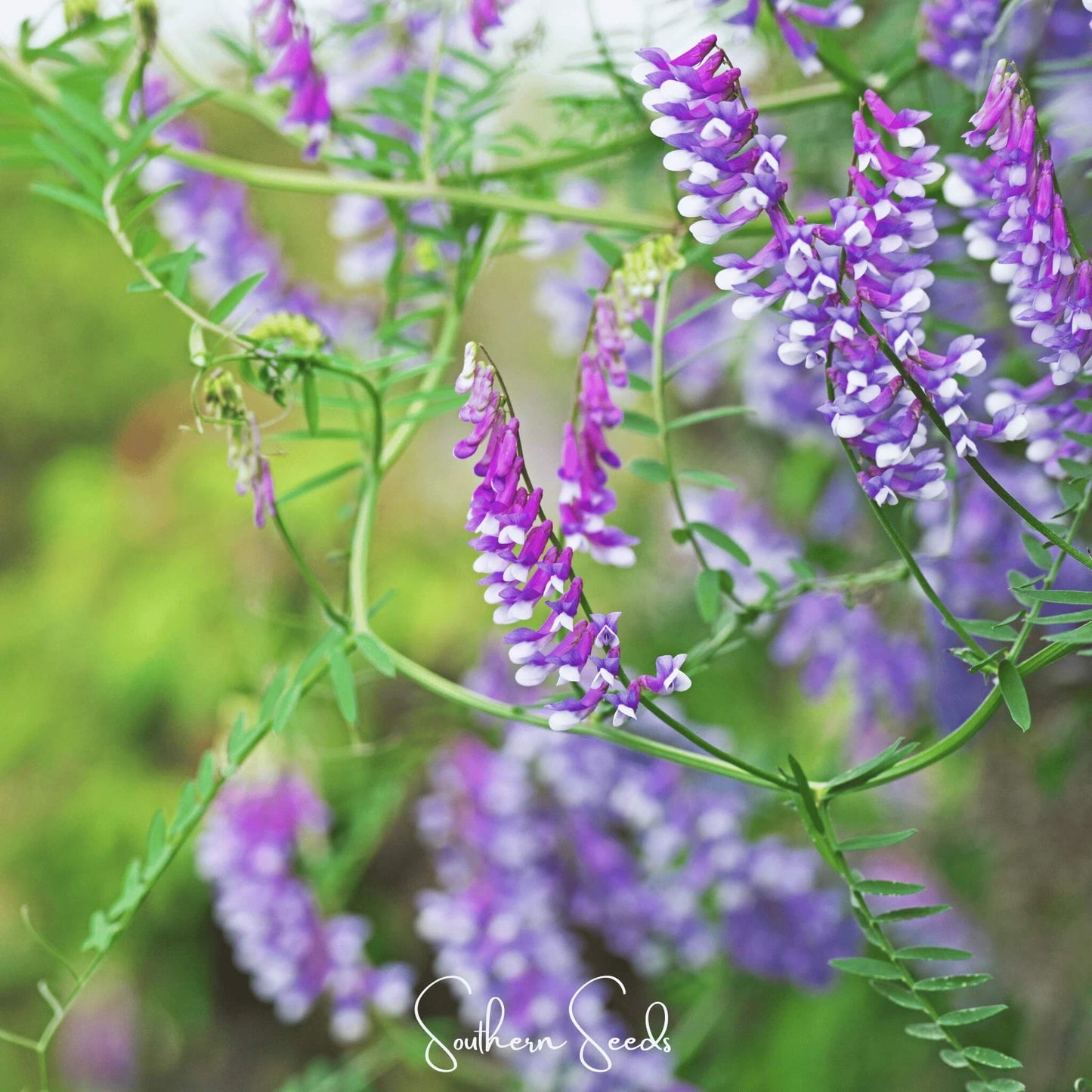 Hairy Vetch Seeds - Herbal Plant