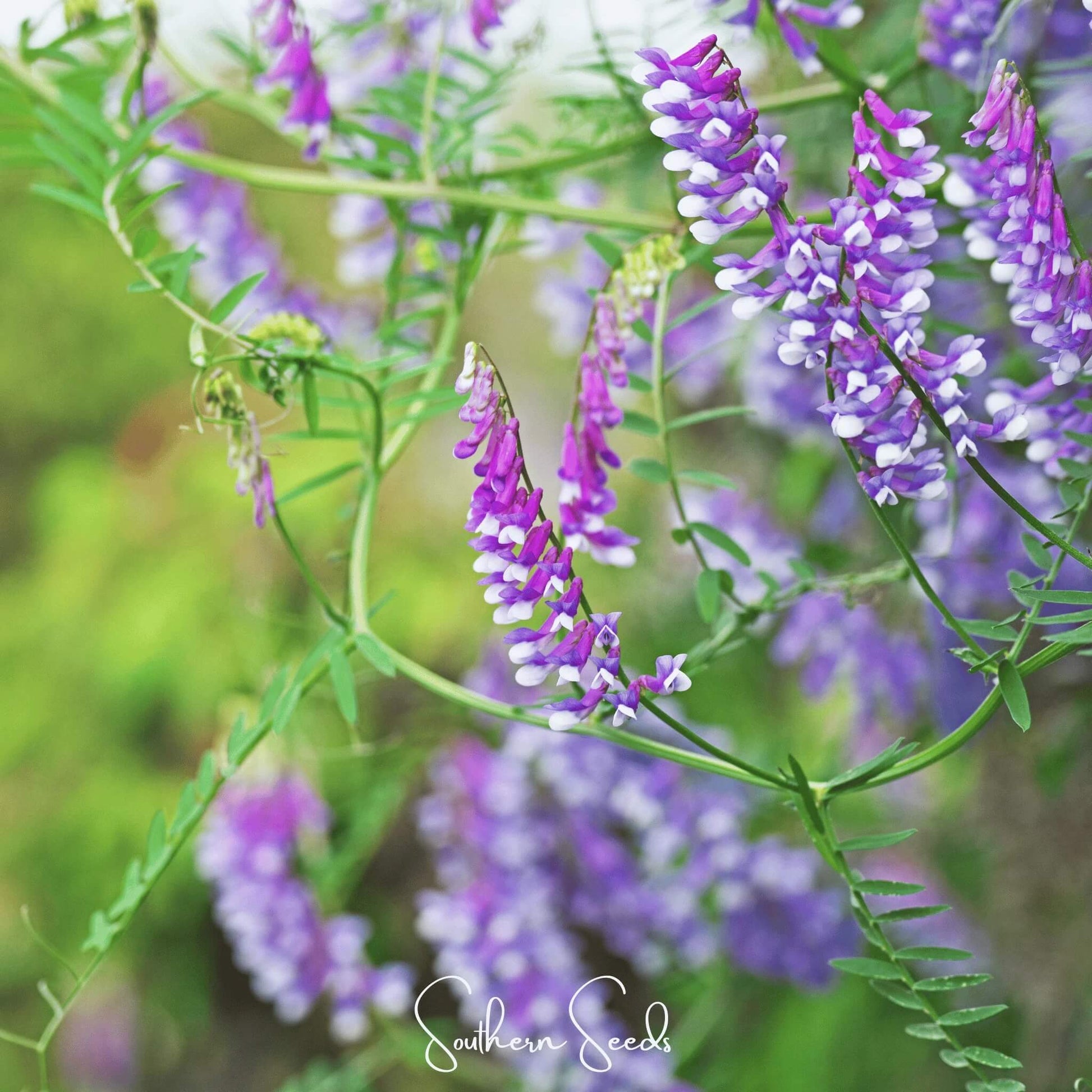 Hairy Vetch Seeds - Herbal Plant