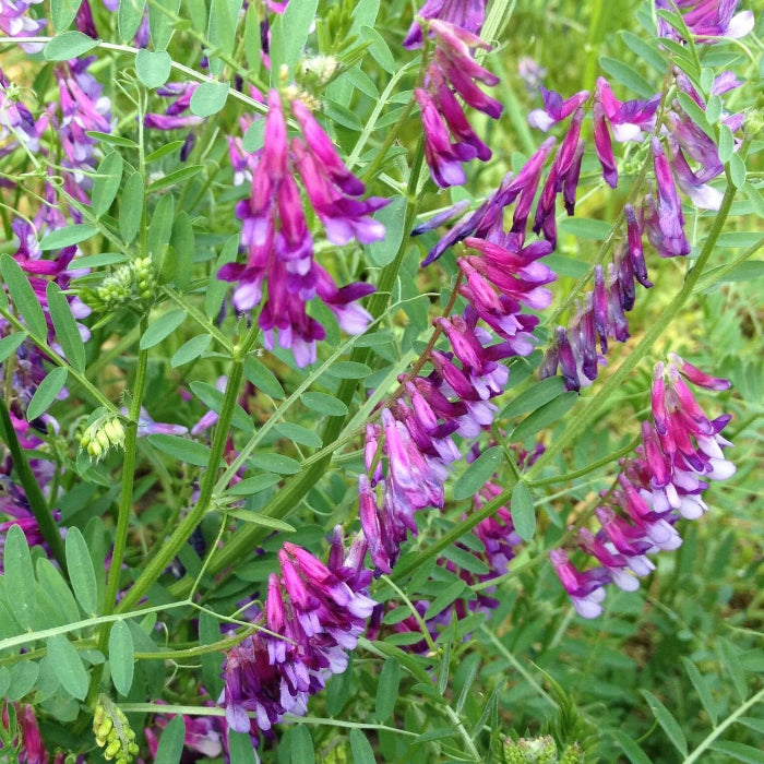Hairy Vetch Seeds - Herbal Plant