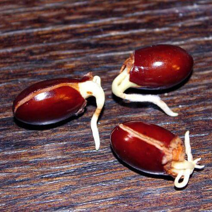 Hak Ip Lychee Seeds