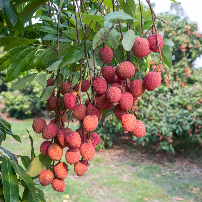Hak Ip Lychee Seeds