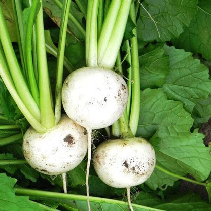 Hakurei turnip seeds - Vegetable Plant