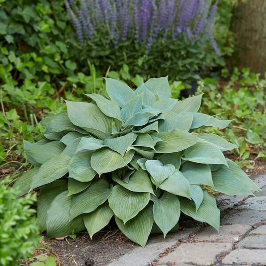 Halcyon Hosta Seeds 