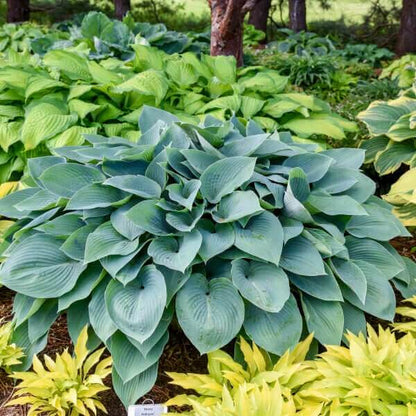 Halcyon Hosta Seeds 