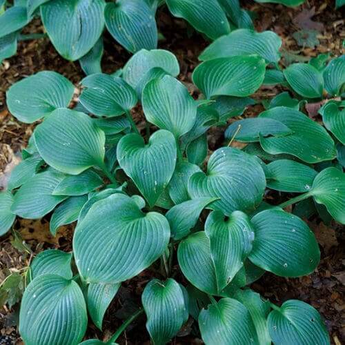 Halcyon Hosta Seeds 