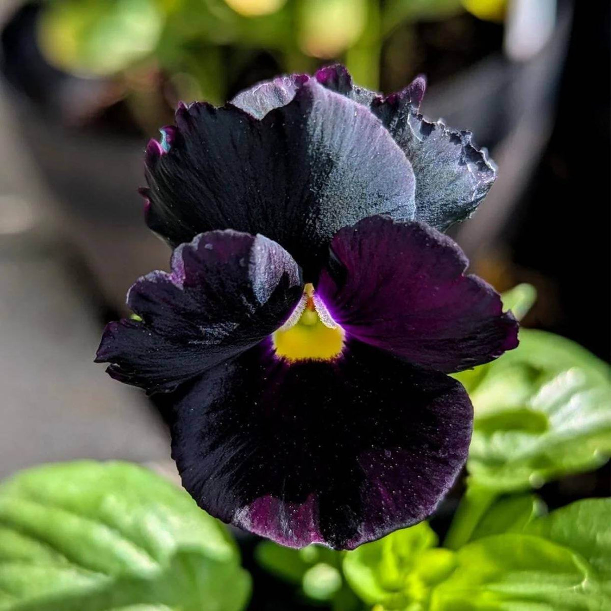 Halloween II Pansy Seeds 
