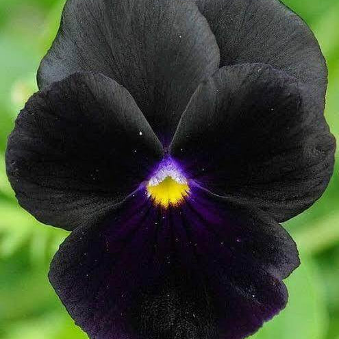 Halloween II Pansy Seeds 