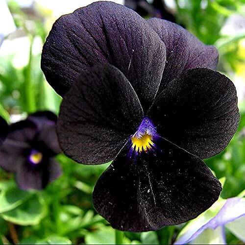 Halloween II Pansy Seeds 