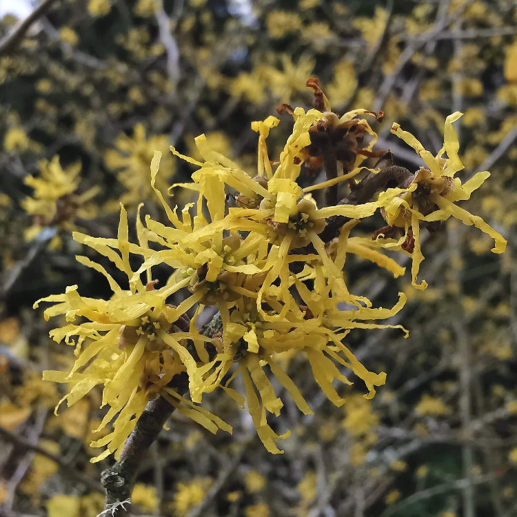 Hamamelis virginiana American Witch Hazel seeds