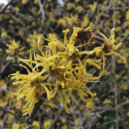 Hamamelis virginiana American Witch Hazel seeds