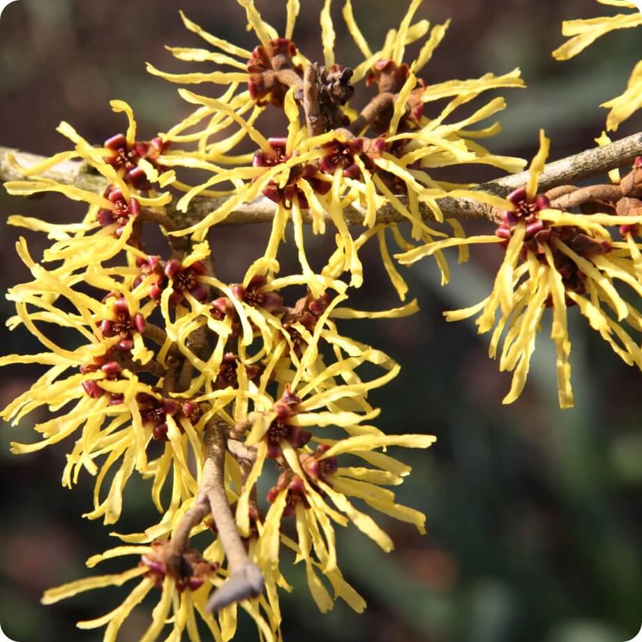 Hamamelis virginiana American Witch Hazel seeds