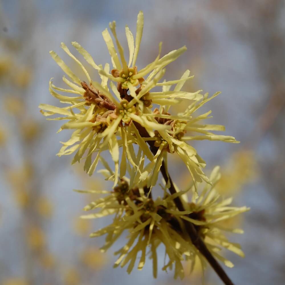 Hamamelis virginiana American Witch Hazel seeds