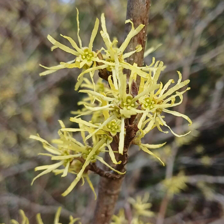 Hamamelis virginiana American Witch Hazel seeds