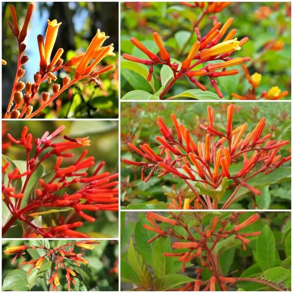 Hamelia Patens seeds - All in one for home gardens