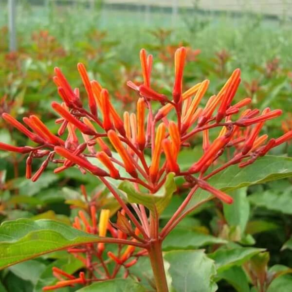 Hamelia Patens seeds - All in one for home gardens