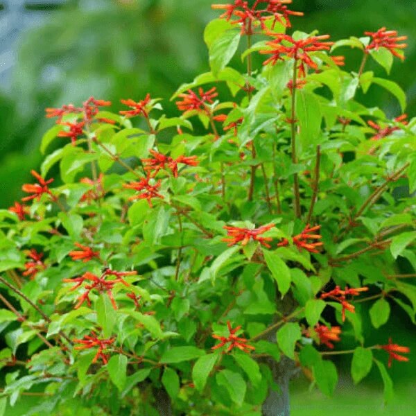 Hamelia Patens seeds - Flower Plant