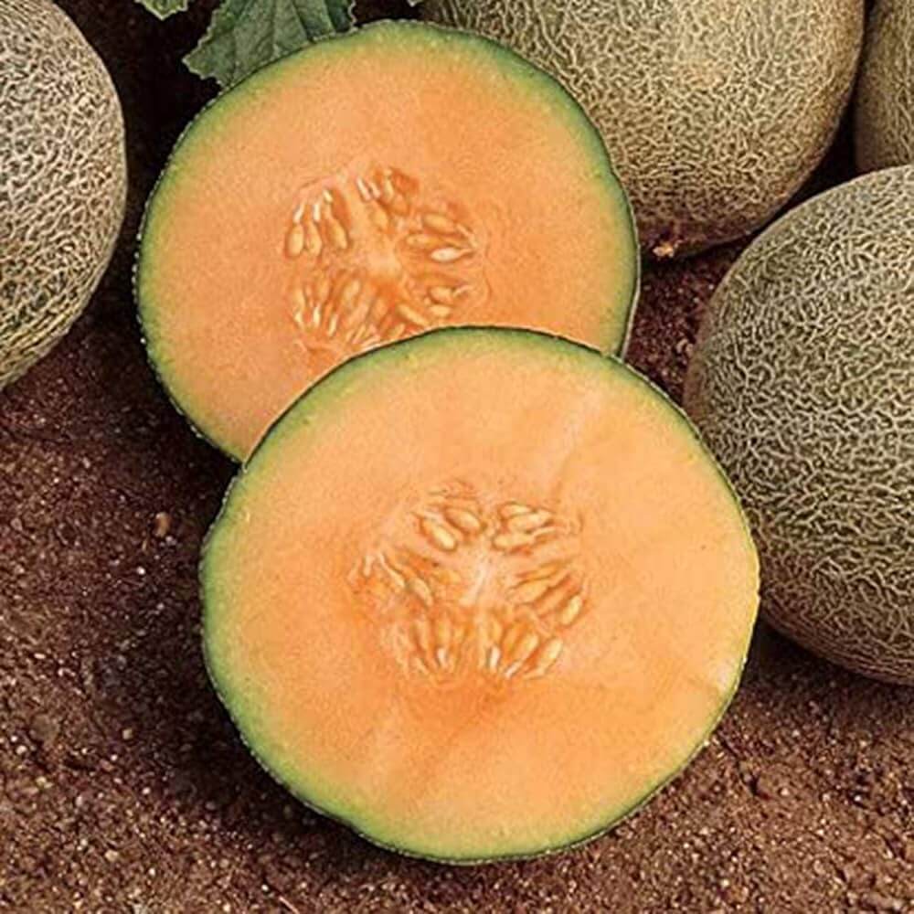 Hami Melon Seeds
