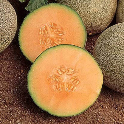Hami Melon Seeds