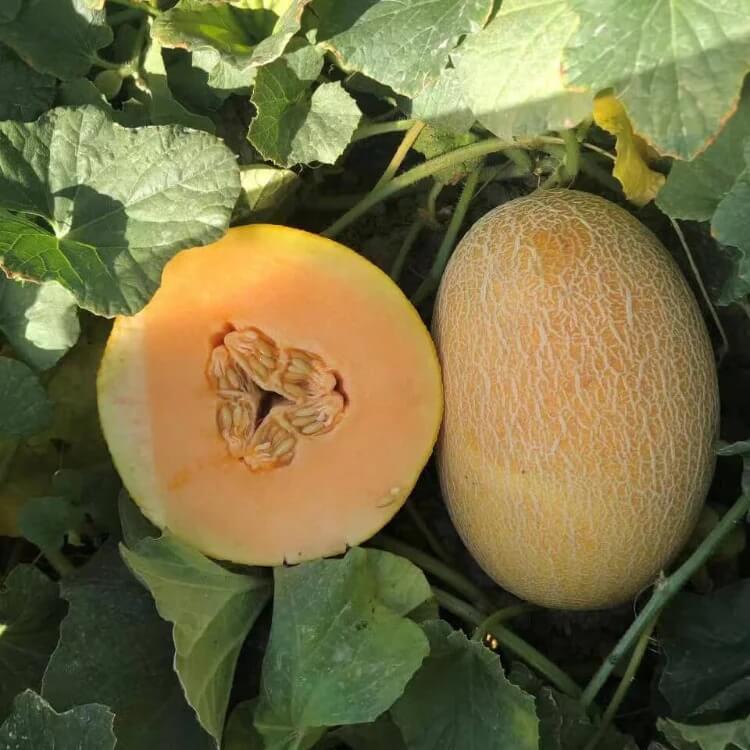 Hami Melon Seeds