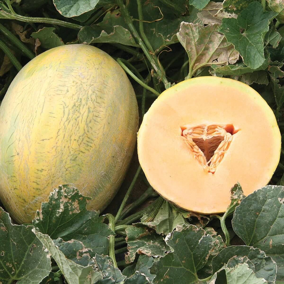 Hami Melon Seeds