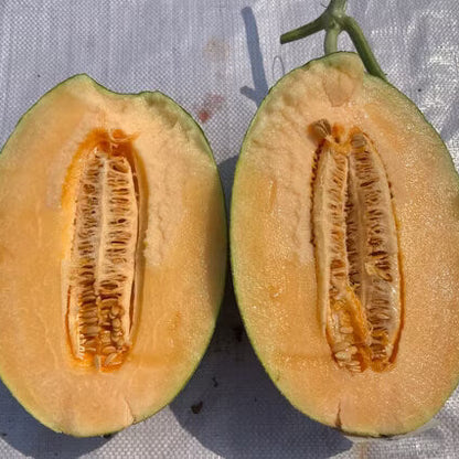 Hami Melon Seeds
