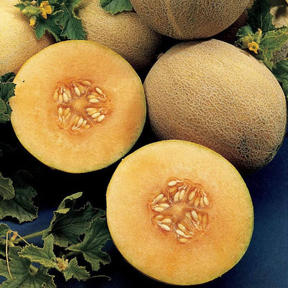 Hami Melon Seeds