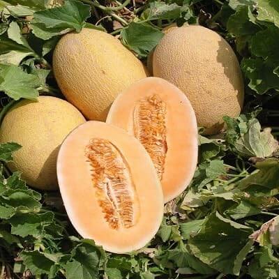 Hami Melon Seeds