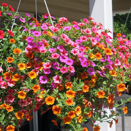 Hanging Basket Seeds 
