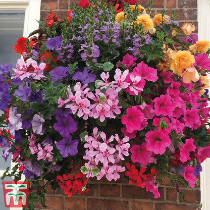 Hanging Basket Seeds 